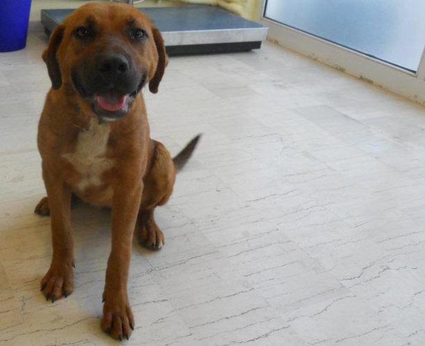 Μάνδρα Αττικής: Έσωσαν τον σκύλο που σάπιζε από το περιλαίμιο & αναζητούν υιοθεσία